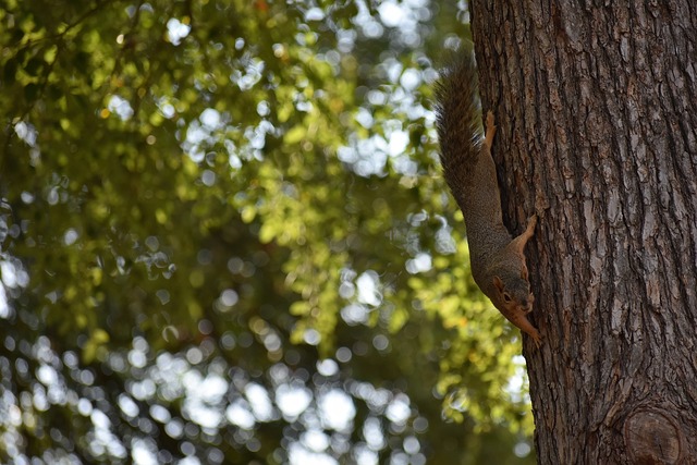 但恢复后的 但恢复后的